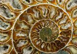 / Inch Split Ammonite Pair - Crystal Pockets #5215-6